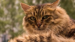 cats Animals Mammals