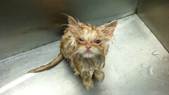 cats Animals Mammals