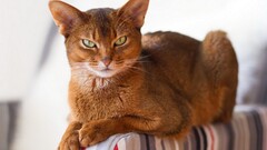 cats Animals Mammals