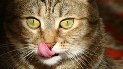 cats Animals Mammals