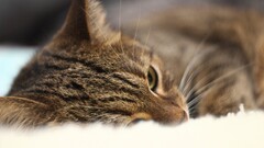 cats Animals Mammals