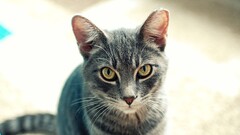 cats Animals Mammals