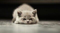 cats Animals Mammals