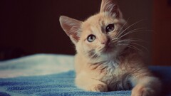 cats Animals Mammals