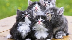 cats Animals Mammals