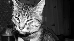 cats Animals monochrome