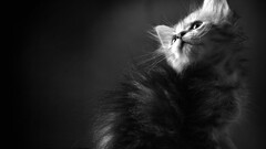 cats Animals monochrome