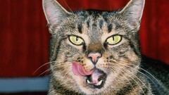 cats Animals nature feline frontal view