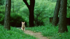cats Animals nature feline Park Green Trees grass path
