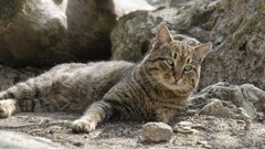 cats Animals nature feline