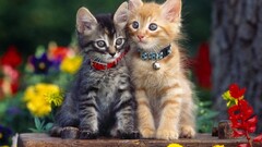 cats Animals nature feline