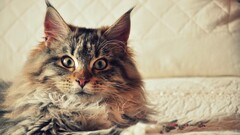 cats Animals pet Maine Coon cat Maine Coon