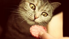 cats Animals sausage food yellow eyes