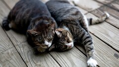 cats Animals wooden surface stretching sleeping