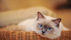 cats baskets Animals blue eyes