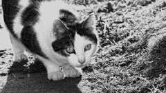 cats black white monochrome Animals sunlight