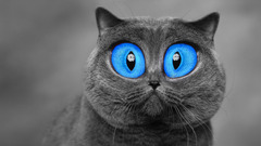 cats blue eyes Animals digital art selective coloring