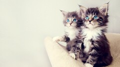 cats blue eyes Kittens Animals