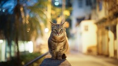 cats blurred Animals bokeh outdoors