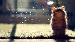 cats bubbles ben torode Animals sunlight looking up