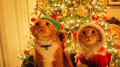 cats Christmas Animals