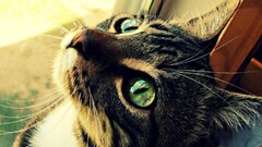 cats face eyes Animals