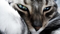 cats face eyes Animals
