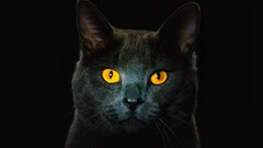 cats face yellow eyes Animals