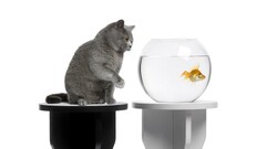 cats fish selective coloring Animals Simple Background Mammals