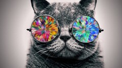 cats glasses Animals