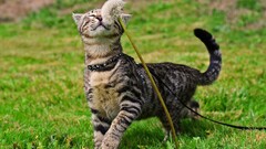 cats grass Animals Flowers Plants