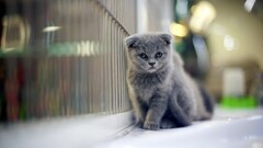 cats Kittens Animals