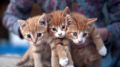 cats Kittens closeup blurred Animals