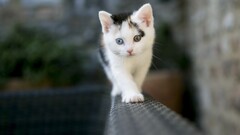 cats Kittens depth of field Animals