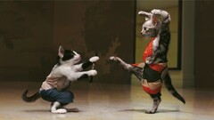 cats Kung fu ninjas Photo manipulation humor