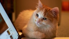cats laptop Animals Mammals