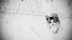 cats monochrome Animals wall