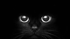 cats monochrome dark Animals
