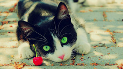 cats nature Animals cherries green eyes