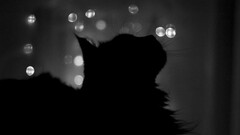 cats night silhouette bokeh Animals monochrome