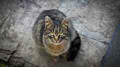 cats pet Animals Green eyes Kitty road