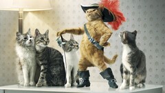 cats puss in boots Photo manipulation