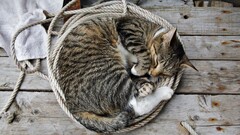 cats Ropes wooden surface Animals sleeping photography