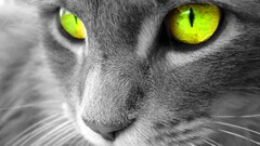 cats selective coloring eyes Animals
