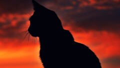cats silhouette sunset Animals