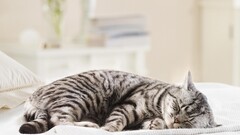 cats sleeping Animals