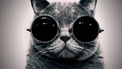 cats sunglasses black Animals monochrome Simple Background