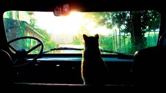 cats Trees Car sun rays Animals vehicle sunrise sunlight