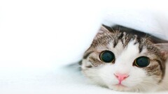 cats white white background Simple Background Animals face eyes