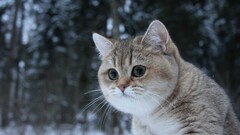 cats winter Animals
